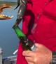 Crab Opens a Bottle of Beer
