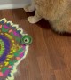 Ginger Cat Thought It’s Holi and Not Diwali