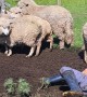 Girl Tries to Ride Sheep