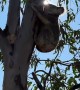 Farmer Finds Koala Crouched On Tractor