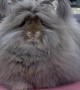 Cutest Fluffiest Bunny Ever at Bunny Yoga