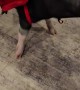 Mini Pig in Costume Spins for Carrots