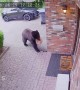 Bear Steals DoorDash Delivery