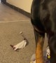 Rottweiler Puppy Opens Birthday Presents