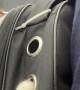 Backpack Cat Wants Attention