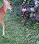 Hunting Safety Class for Deer