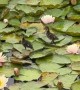 A Pair of Ducklings Walking Across Lily Pads