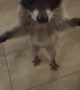 Raccoon Wanted a Bite of My Burger
