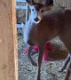 Deer Takes Advantage Of Chicken Feed Buffet