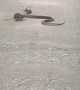 Mouse Attempts to Protect Its Baby From a Snake