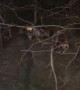 Befriending the Central Park Raccoons