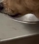 Dog Drinks at the Edge of the Bowl