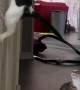 Smart Cat Opens the Door Like a Human