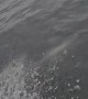 Dolphin Accompanies Fishing Boat