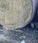 Fox Family Plays In Hay Bales