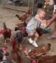 Little Boy Feeds Rowdy Chickens
