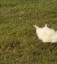 Little Dog Stumbles While Getting Chased by Cow