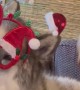Festive Malamute Nails His Christmas Solo