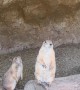 Prairie Dog Jailbreak