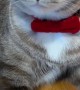 Distinguished Cat Wears a Bow Tie