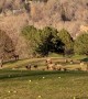 Golf Course Gets Shut Down When Elk Pass Through