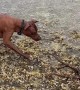 Dog and Octopus Meet on the Beach