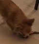 Chihuahua Up to No Good With Scissors