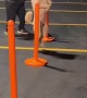Pappy the Poodle Training for the World Record