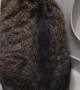 Cat Taught Himself How to Use the Toilet
