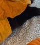 Black Cat Dressed Up As Thanksgiving Turkey