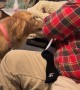 Tater Tot the Golden Retriever Helps With Christmas Card Prep
