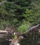 Fishing With a Bald Eagle
