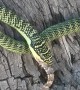 Golden Tree Snake Eats a Gecko