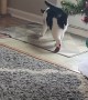 Cat Tries to Shake Off Christmas Socks