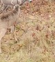 Angry Buck Destroys Deer Decoy