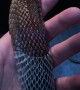 Satisfying Shedding of Snake Skin