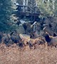 Elk Herd Crowd Loveland Backyards