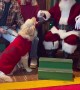 Golden Retriever Excited To See Santa Claus