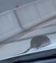 NYC Rat Crawls Out of Moving Car and Shocks Driver