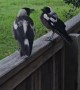 Introducing My Magpie Friends Ace and Maverick