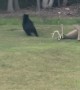 Black Bear Breaks Deer Decoy