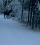 Moose Ambushes Winter Runners in Anchorage, Alaska