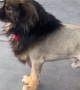 Puppy With A Lion's Haircut