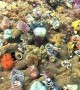 Colorful Underwater Christmas Tree