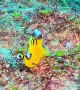 Pikachu of the Sea