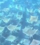 Giant School of Mobula Rays