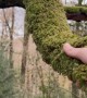 Dangling Moss Shakes Hand
