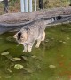 Cat Chases His Fish Friends on a Frozen Pond