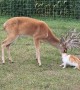 Deer Gives Cat a Bath