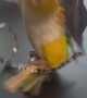 Parrot Can't Decide What To Play With